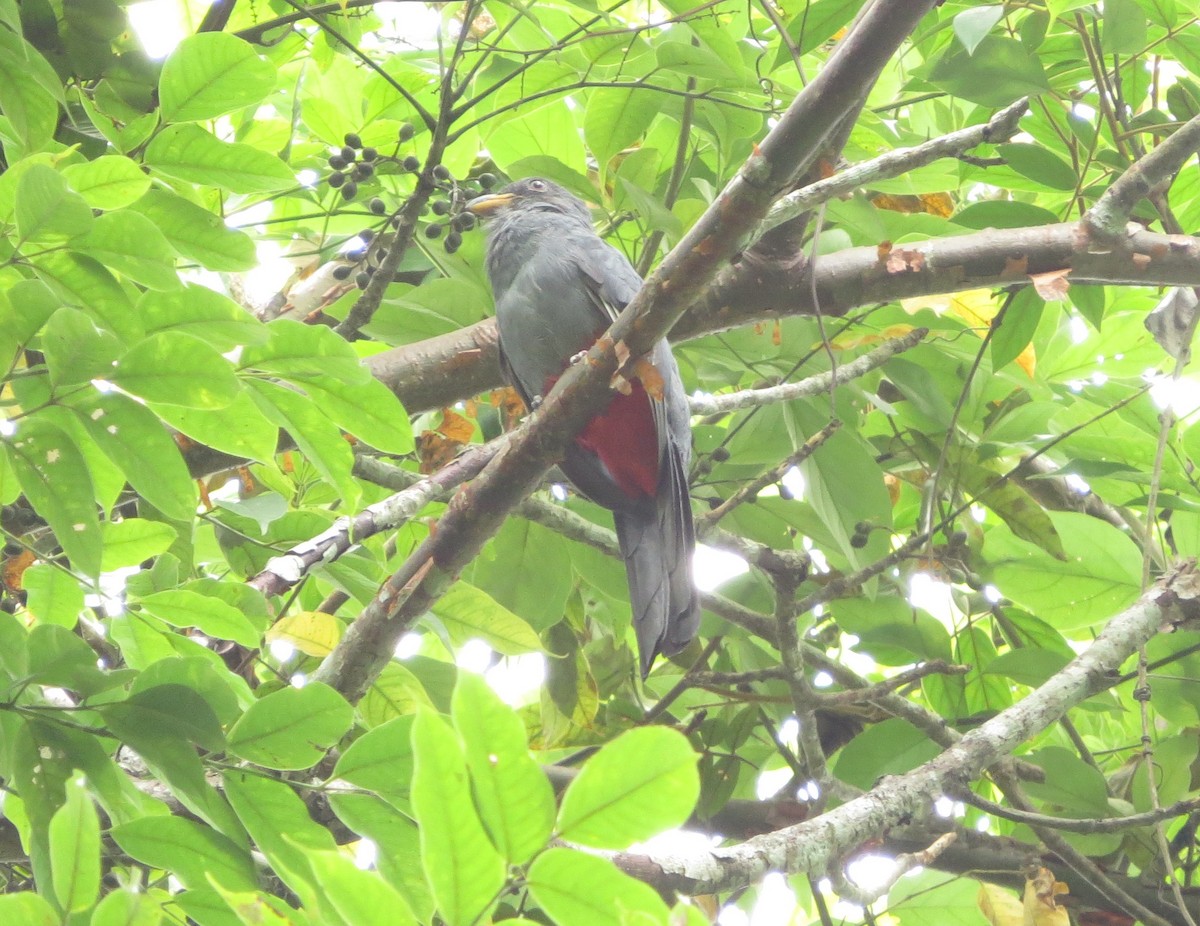 Trogón Colinegro Común - ML646864289