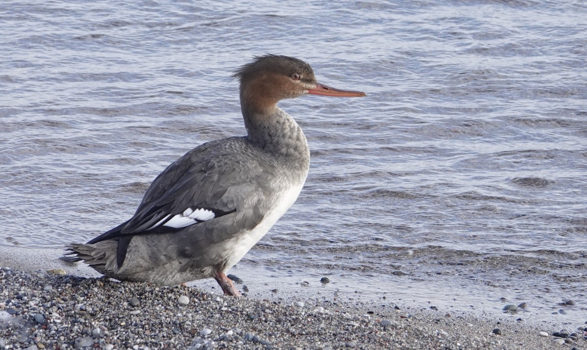Red-breasted Merganser - ML646864292