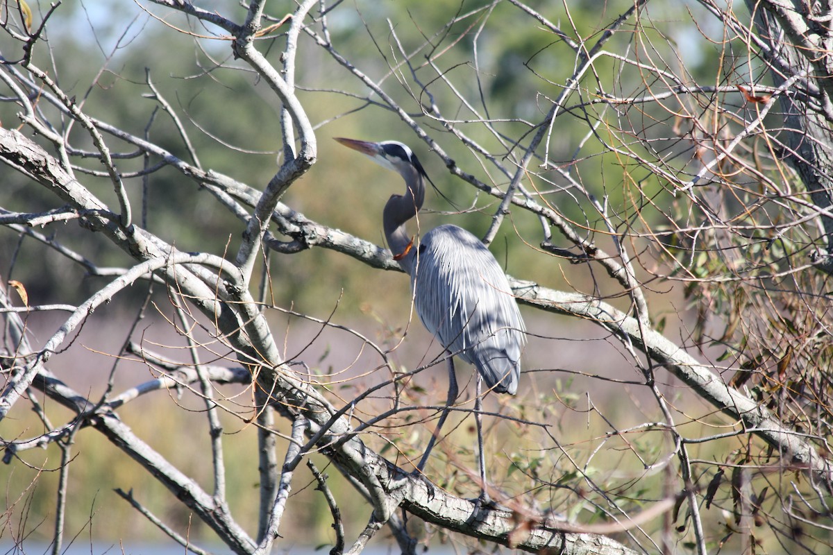 Great Blue Heron - ML646864293