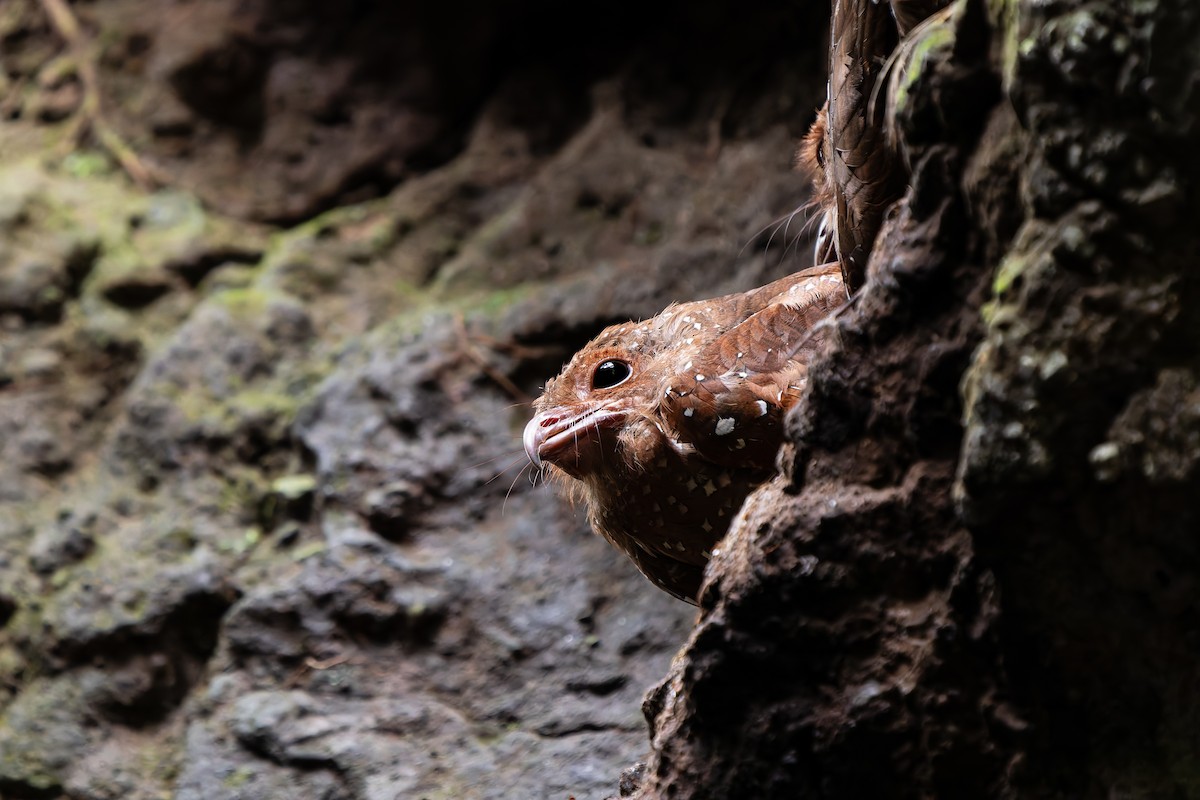 Oilbird - ML646864294