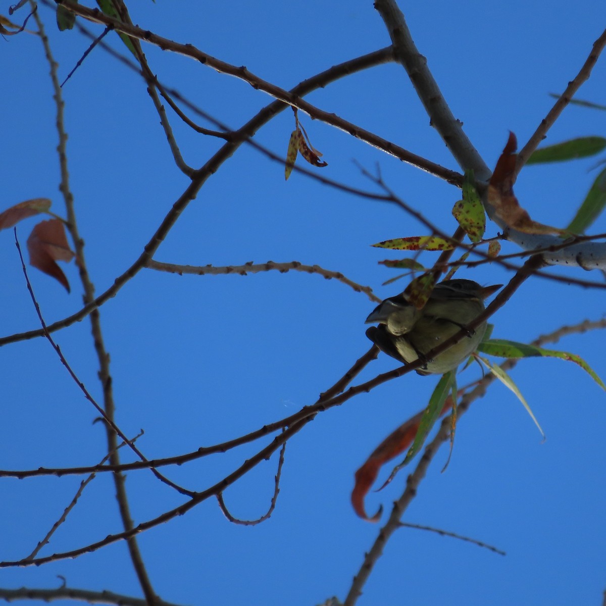 Hammond's Flycatcher - ML646864296
