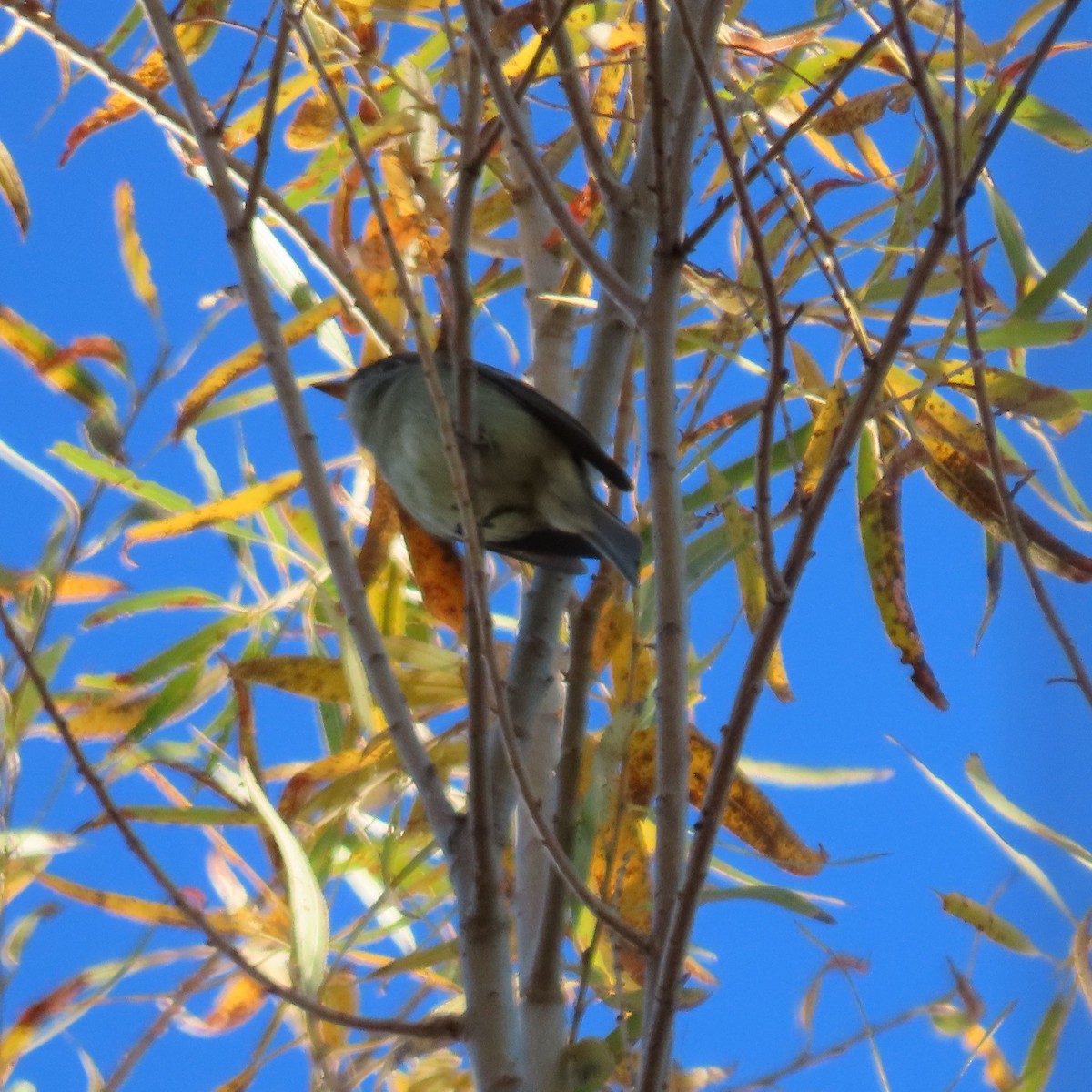 Hammond's Flycatcher - ML646864297