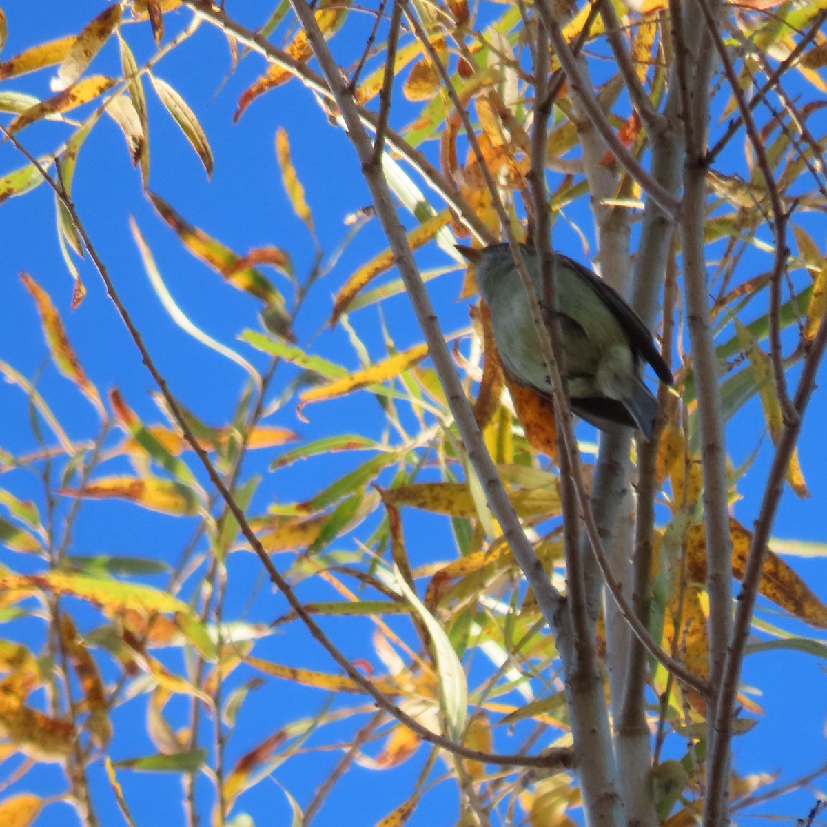 Hammond's Flycatcher - ML646864298