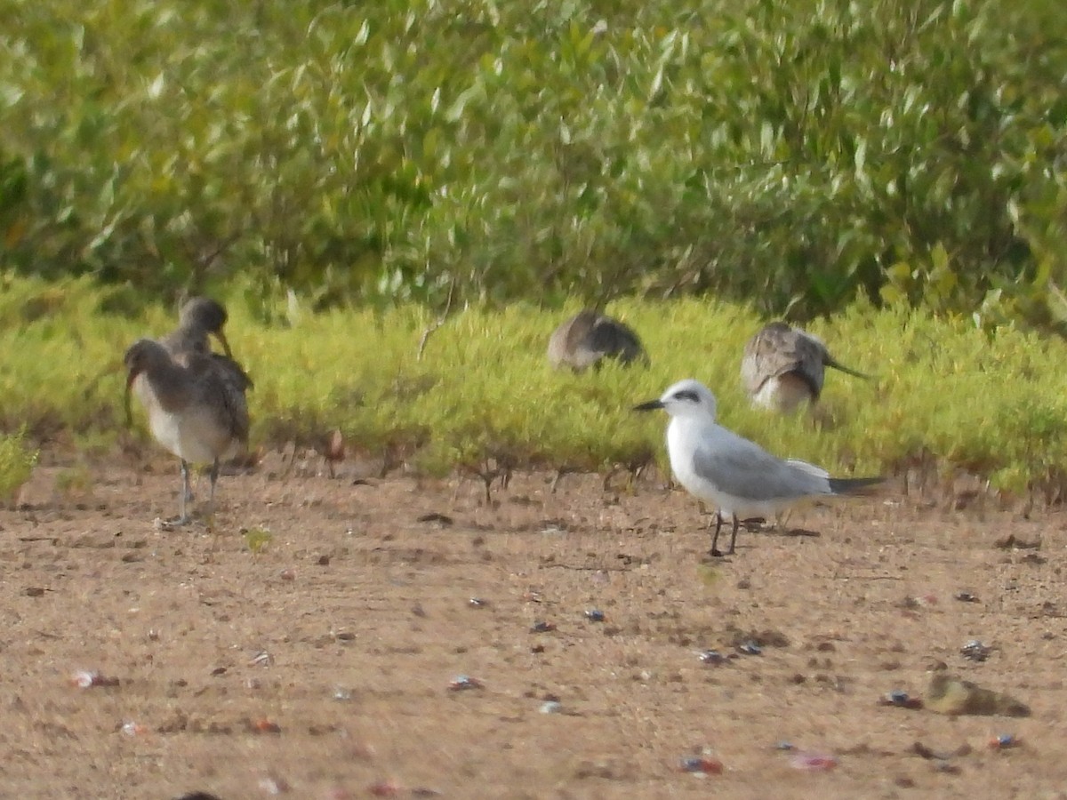 שחפית עבת-מקור - ML646864299