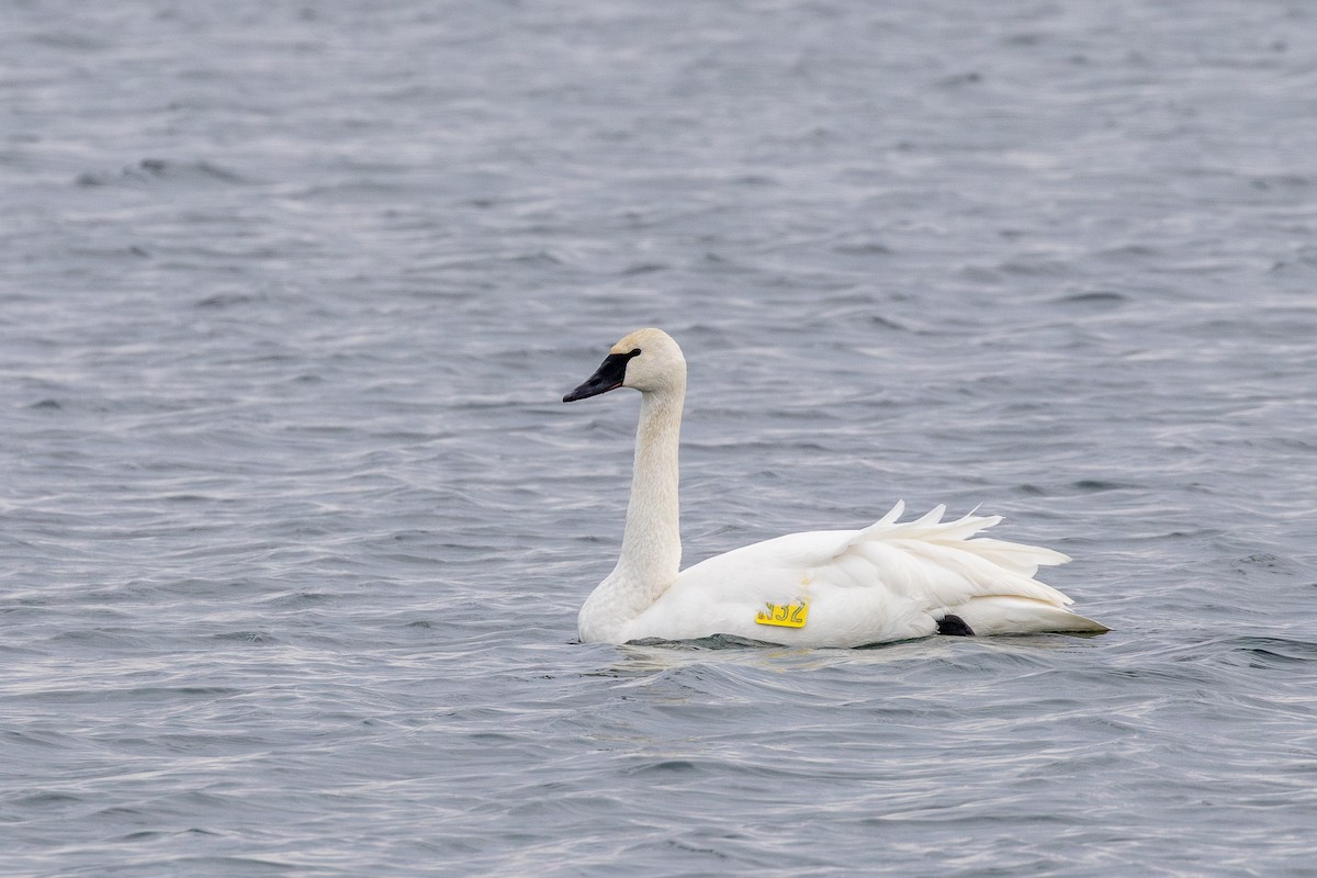 Лебідь-трубач - ML646864302