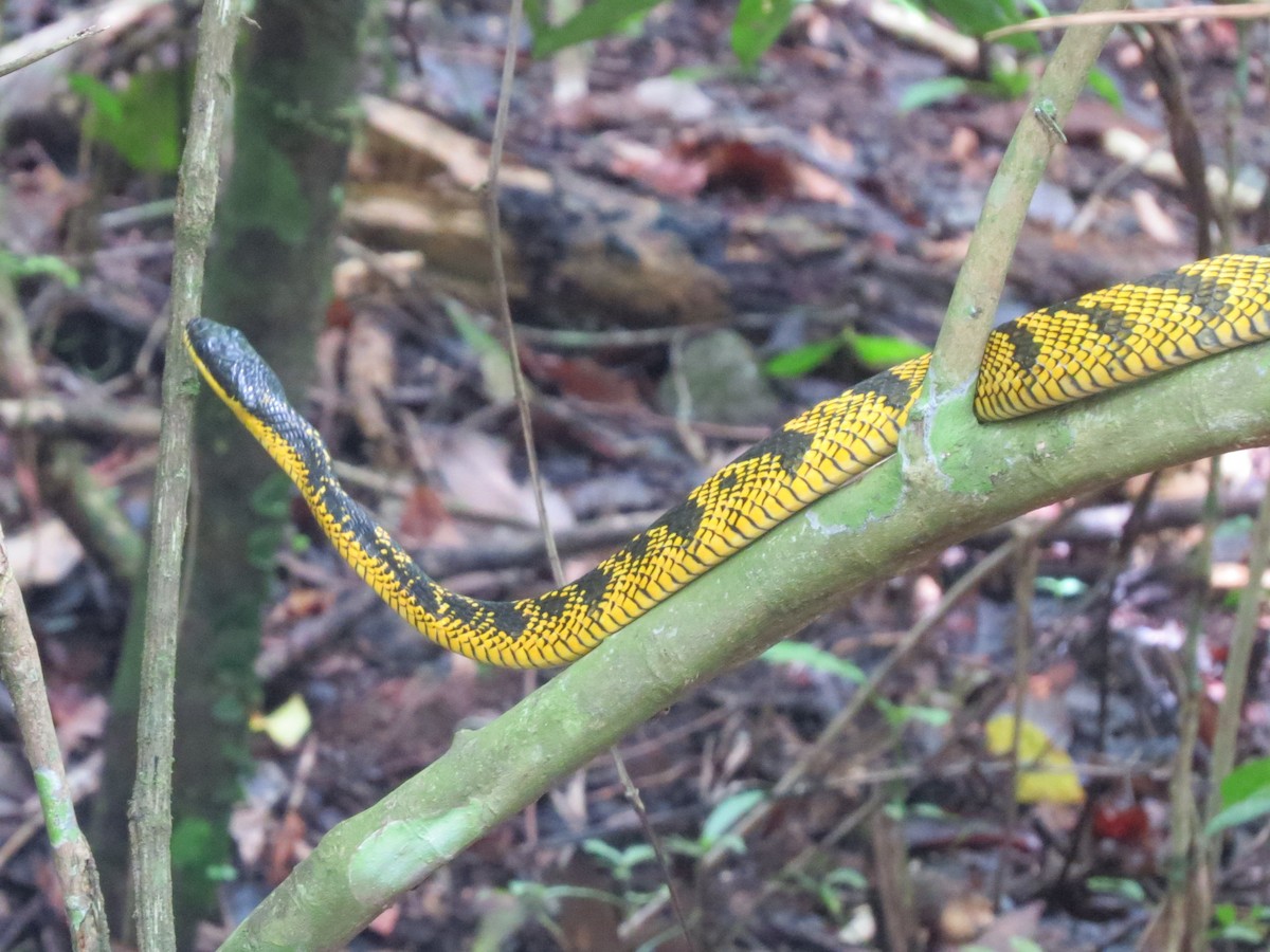 Animales - ML646864311