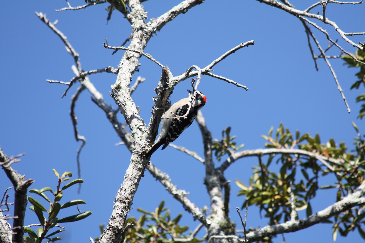 Downy Woodpecker - ML646864313