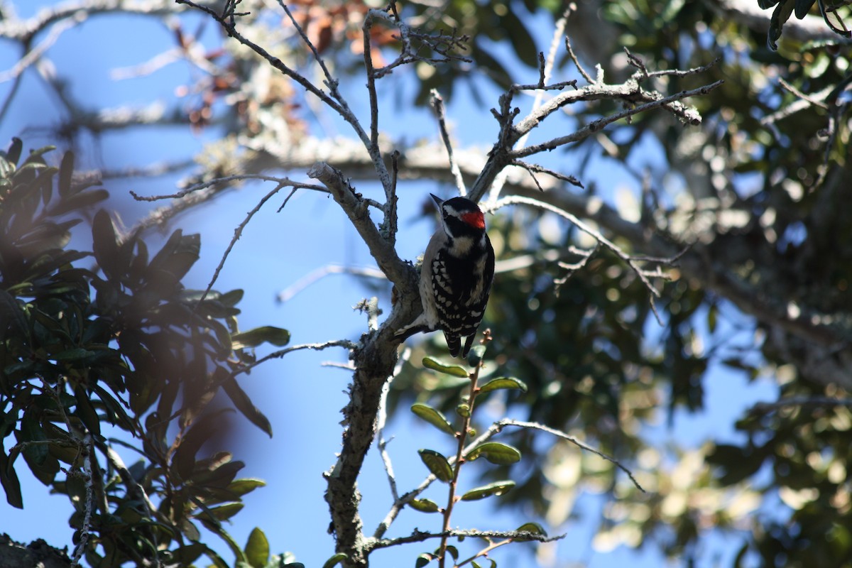 Downy Woodpecker - ML646864317