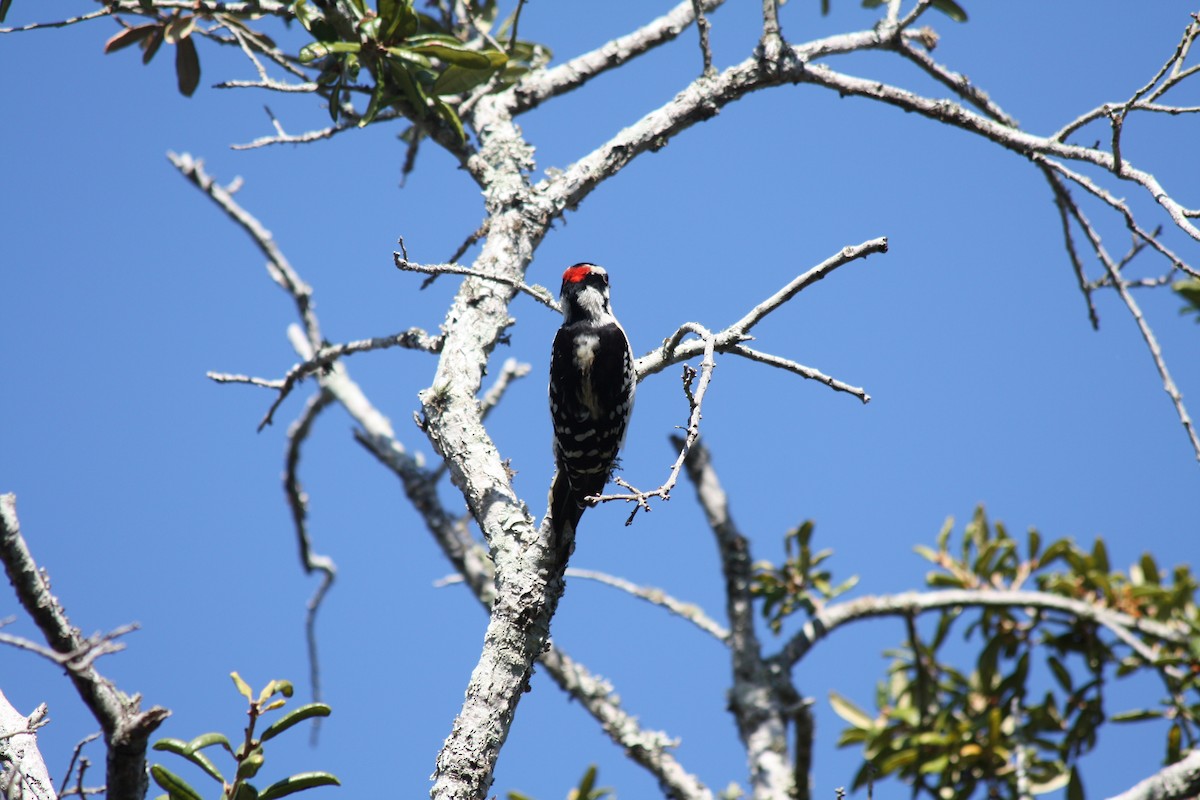 Downy Woodpecker - ML646864318