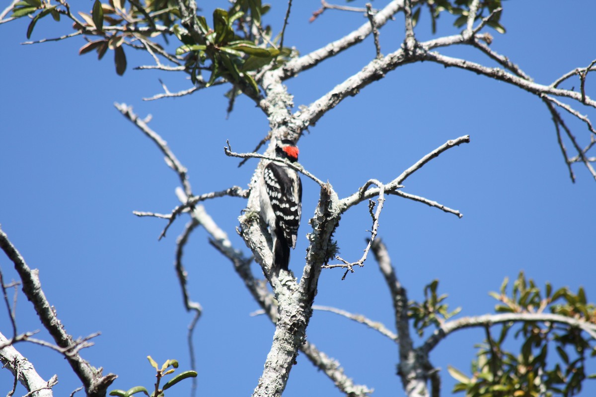 Downy Woodpecker - ML646864320