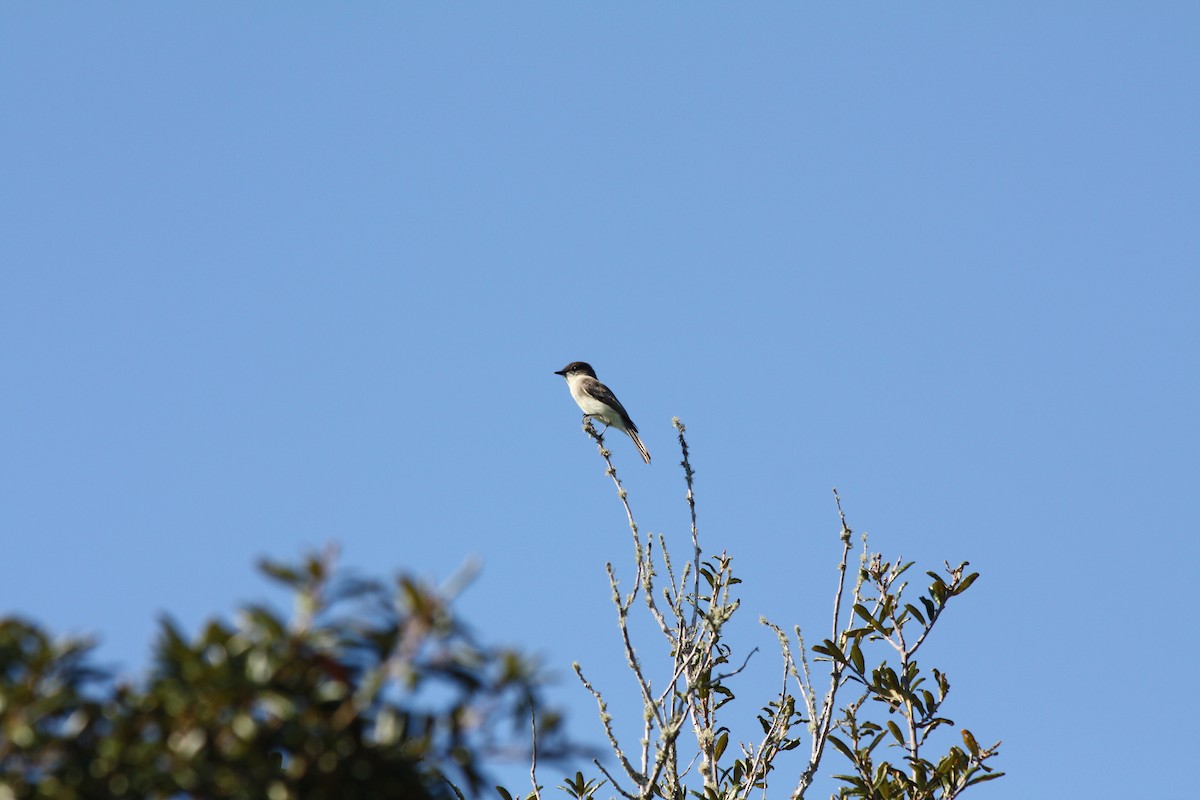 Eastern Phoebe - ML646864328