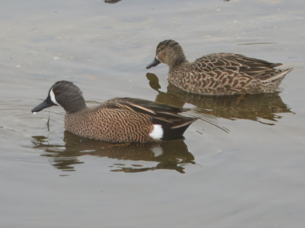 Blue-winged Teal - ML646864329