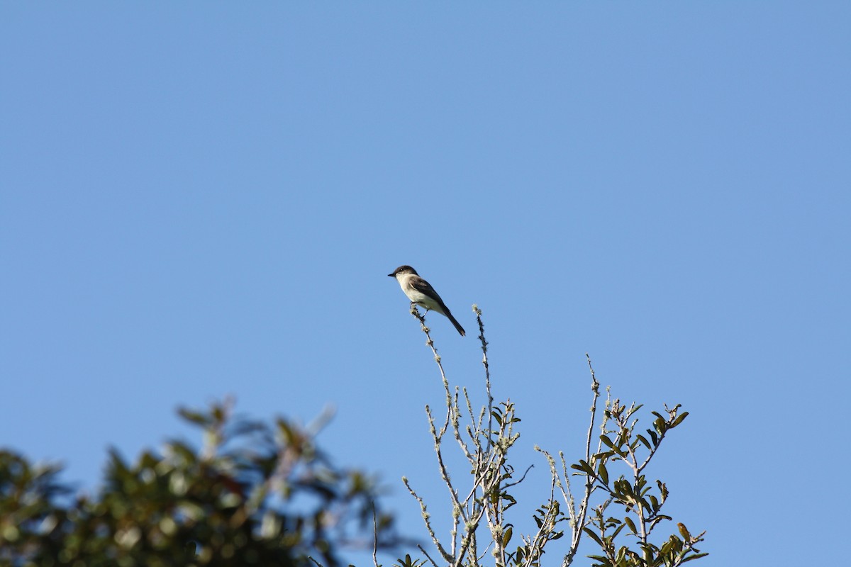 gråfibi - ML646864330