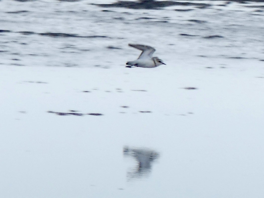 Chestnut-banded Plover - ML646864331