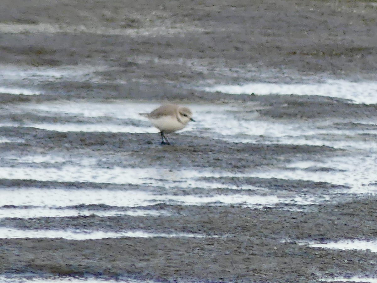Chestnut-banded Plover - ML646864332