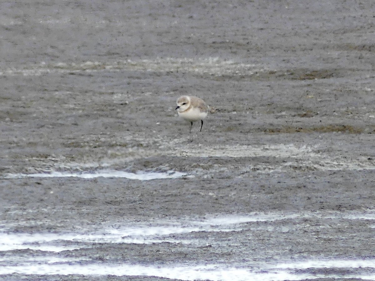 Chestnut-banded Plover - ML646864333