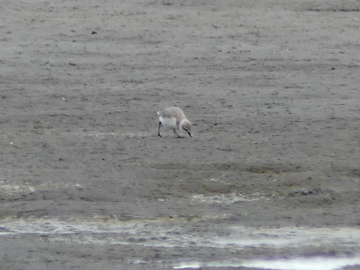 Chestnut-banded Plover - ML646864334