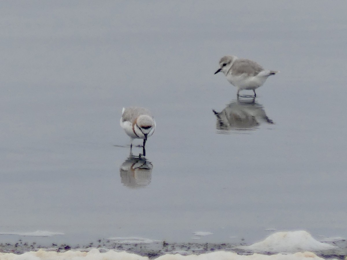 Chestnut-banded Plover - ML646864335