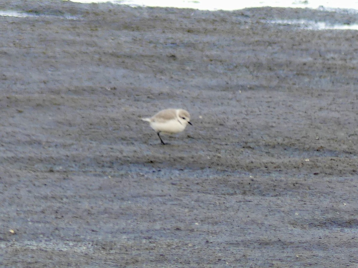 Chestnut-banded Plover - ML646864336