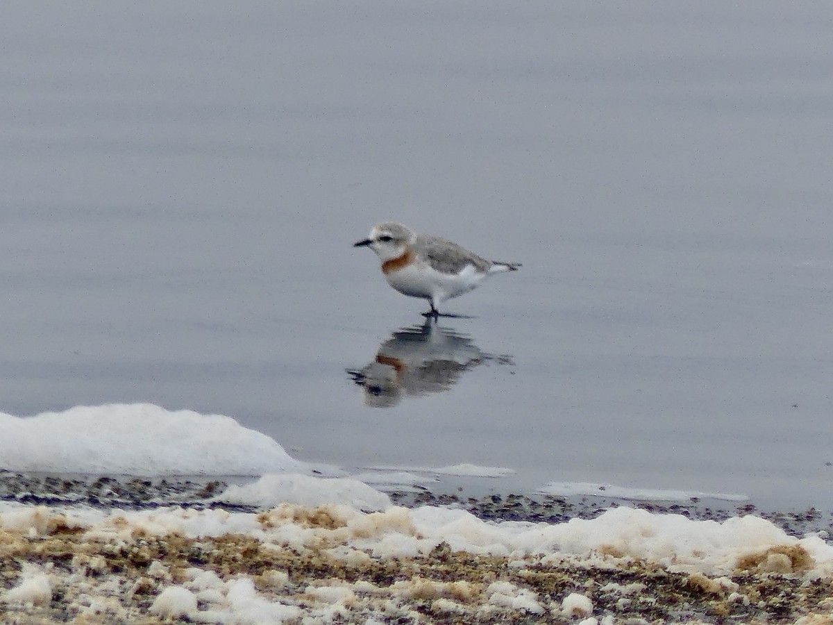 Chestnut-banded Plover - ML646864337