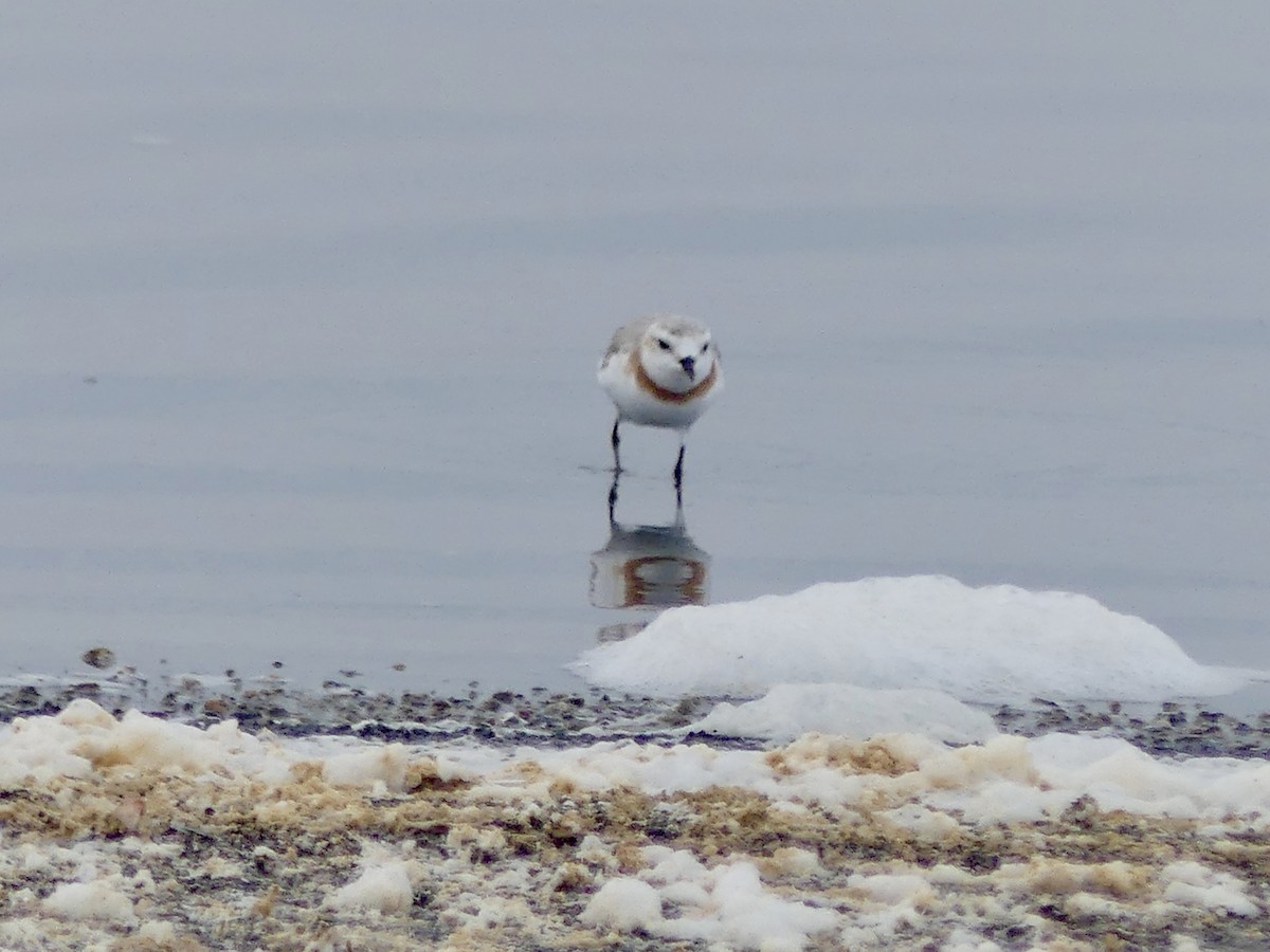 Chestnut-banded Plover - ML646864338