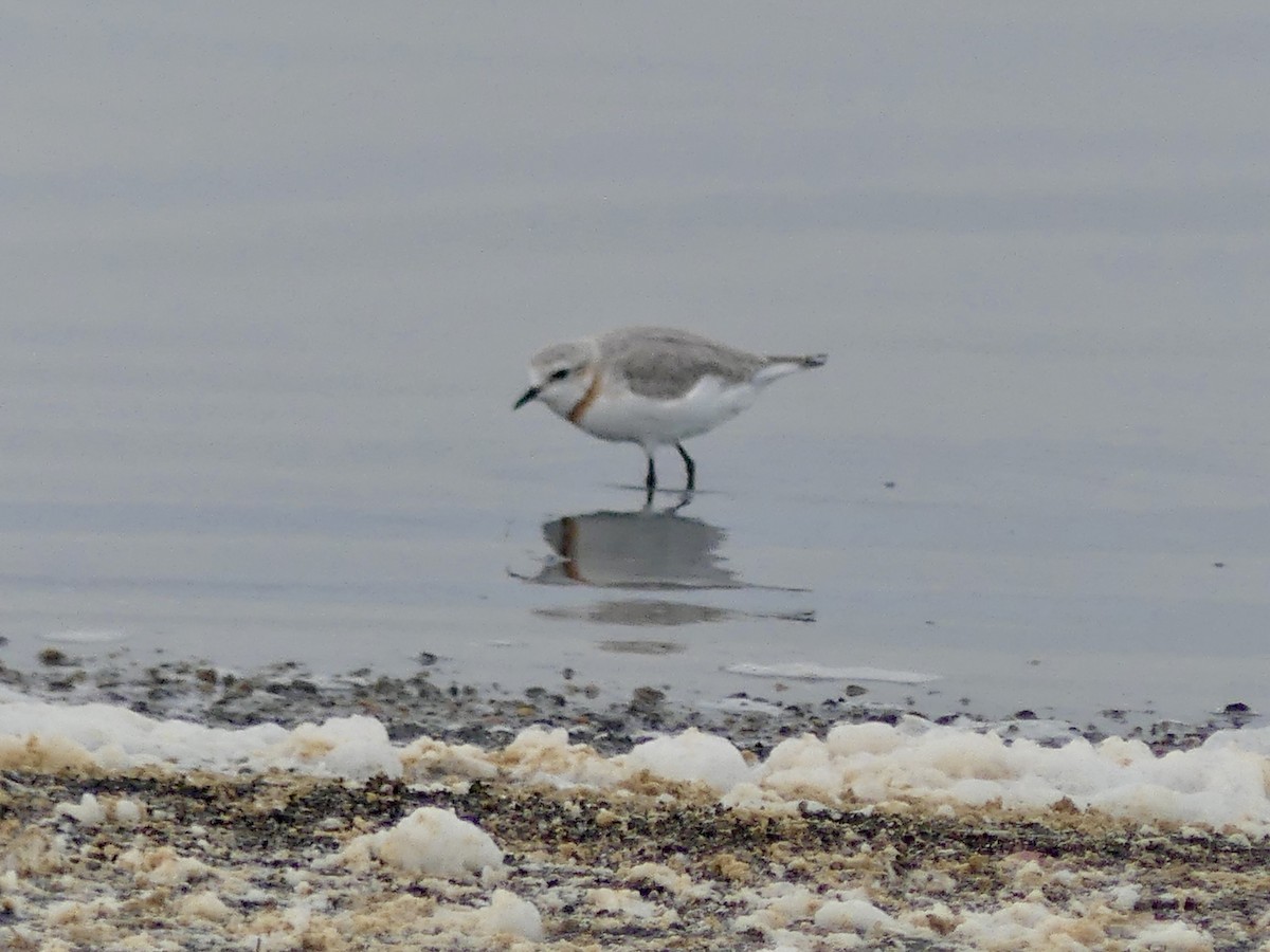 Chestnut-banded Plover - ML646864339