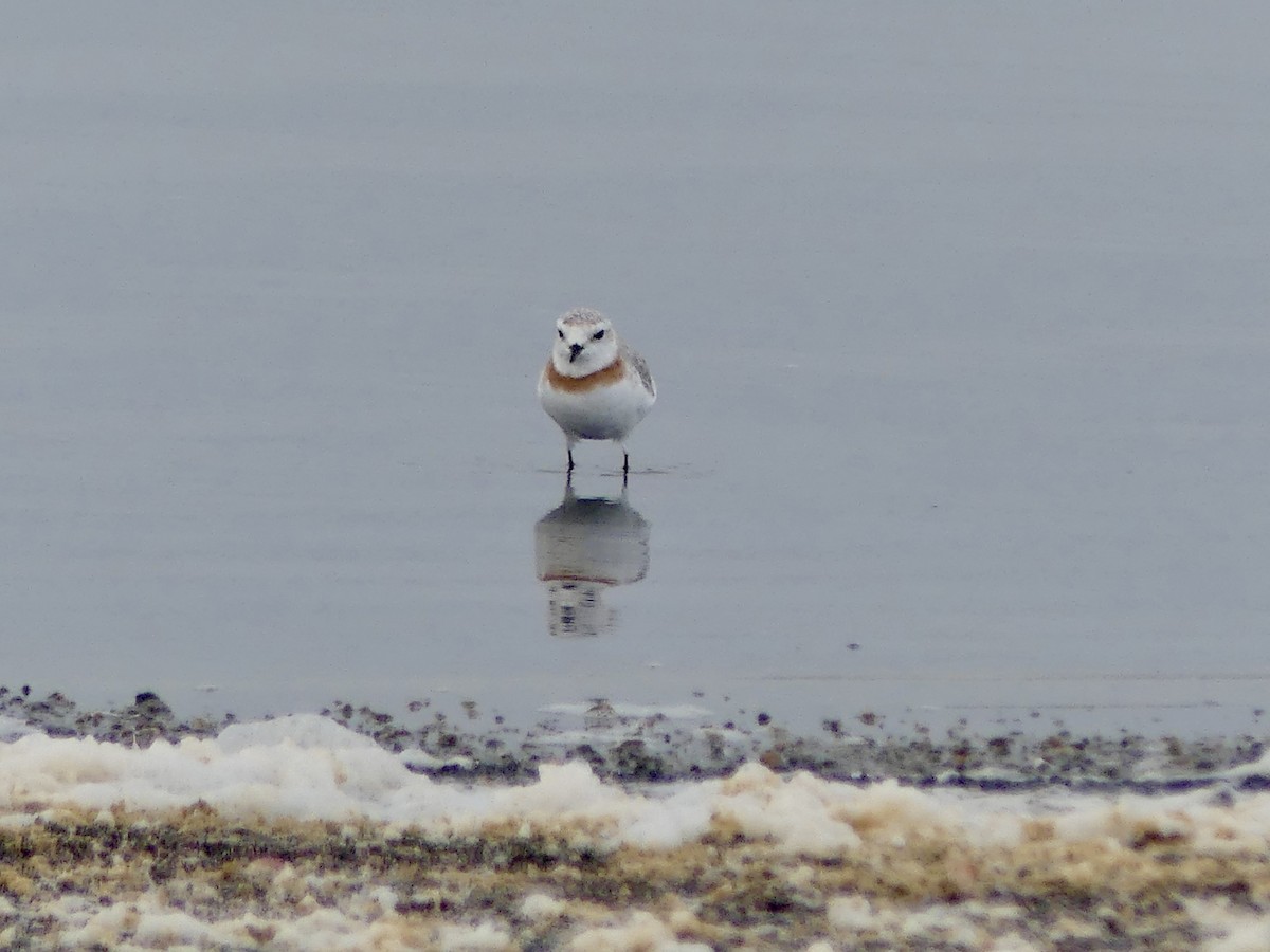 Chestnut-banded Plover - ML646864340