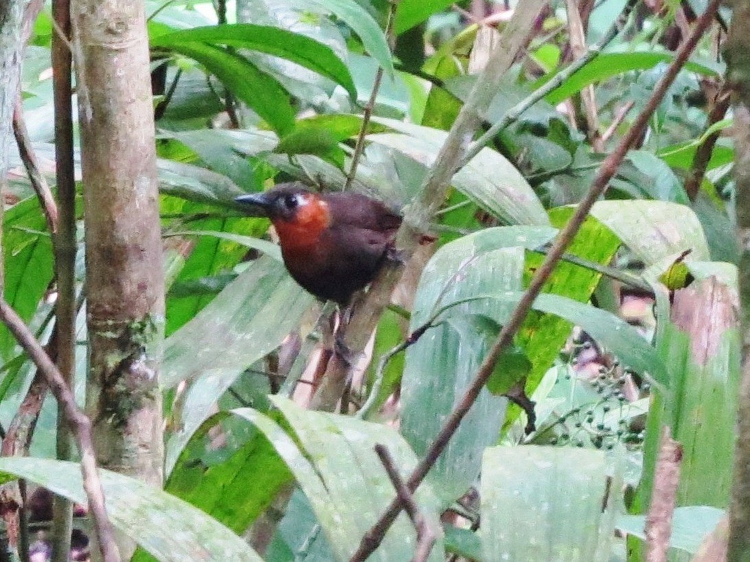 Cucarachero Canoro - ML646864341