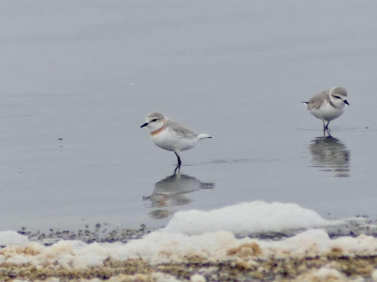 Chestnut-banded Plover - ML646864342