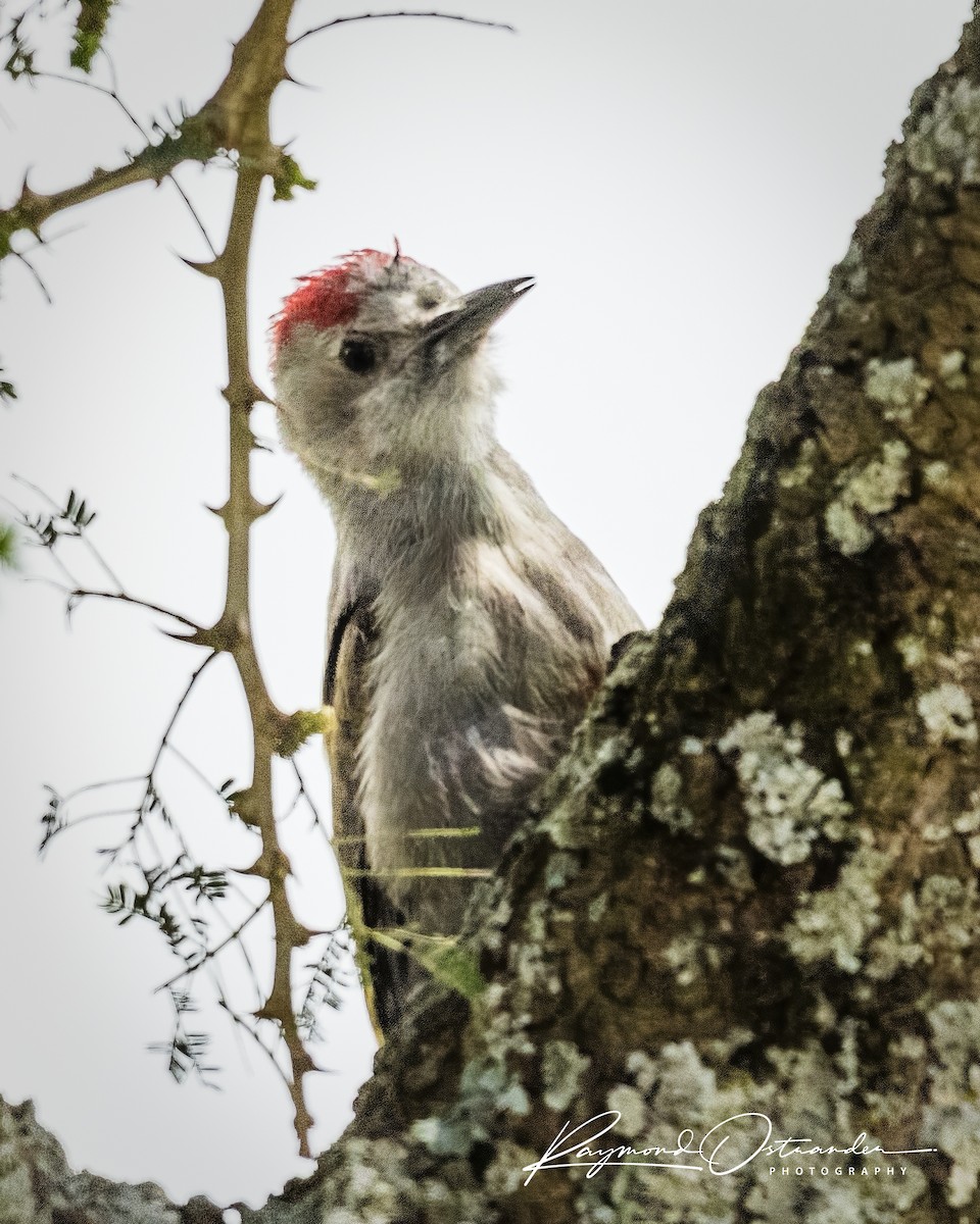 datel etiopský - ML646864343