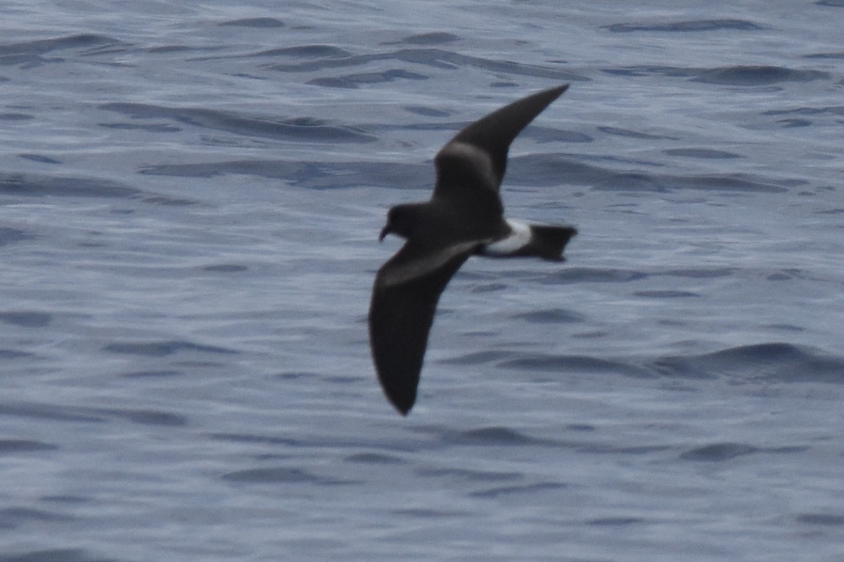 Madeyra Fırtınakırlangıcı - ML646864344