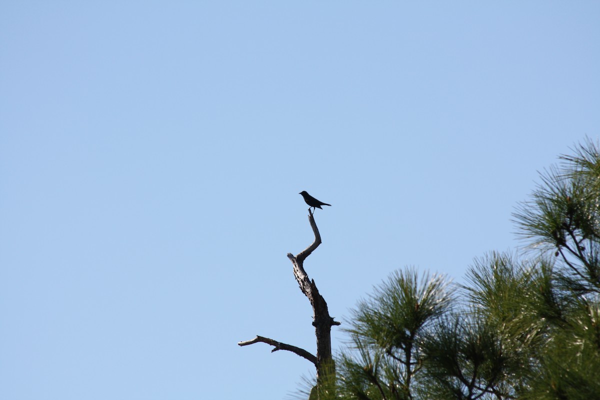 Red-winged Blackbird - ML646864346
