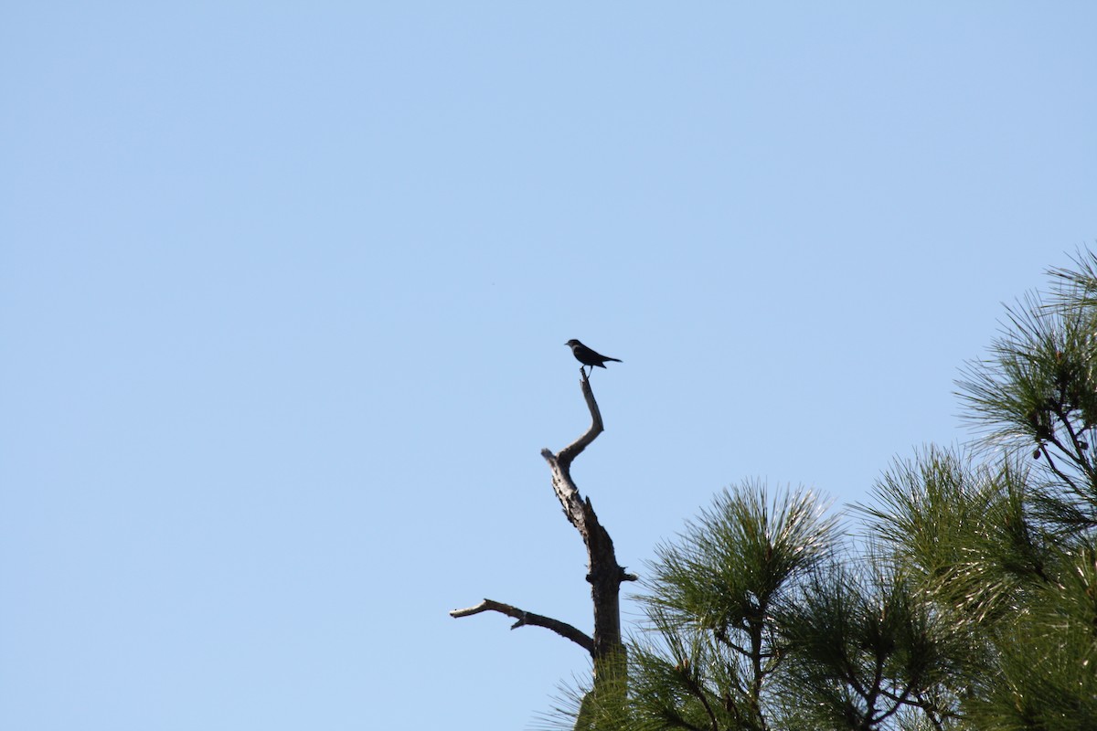 Red-winged Blackbird - ML646864348