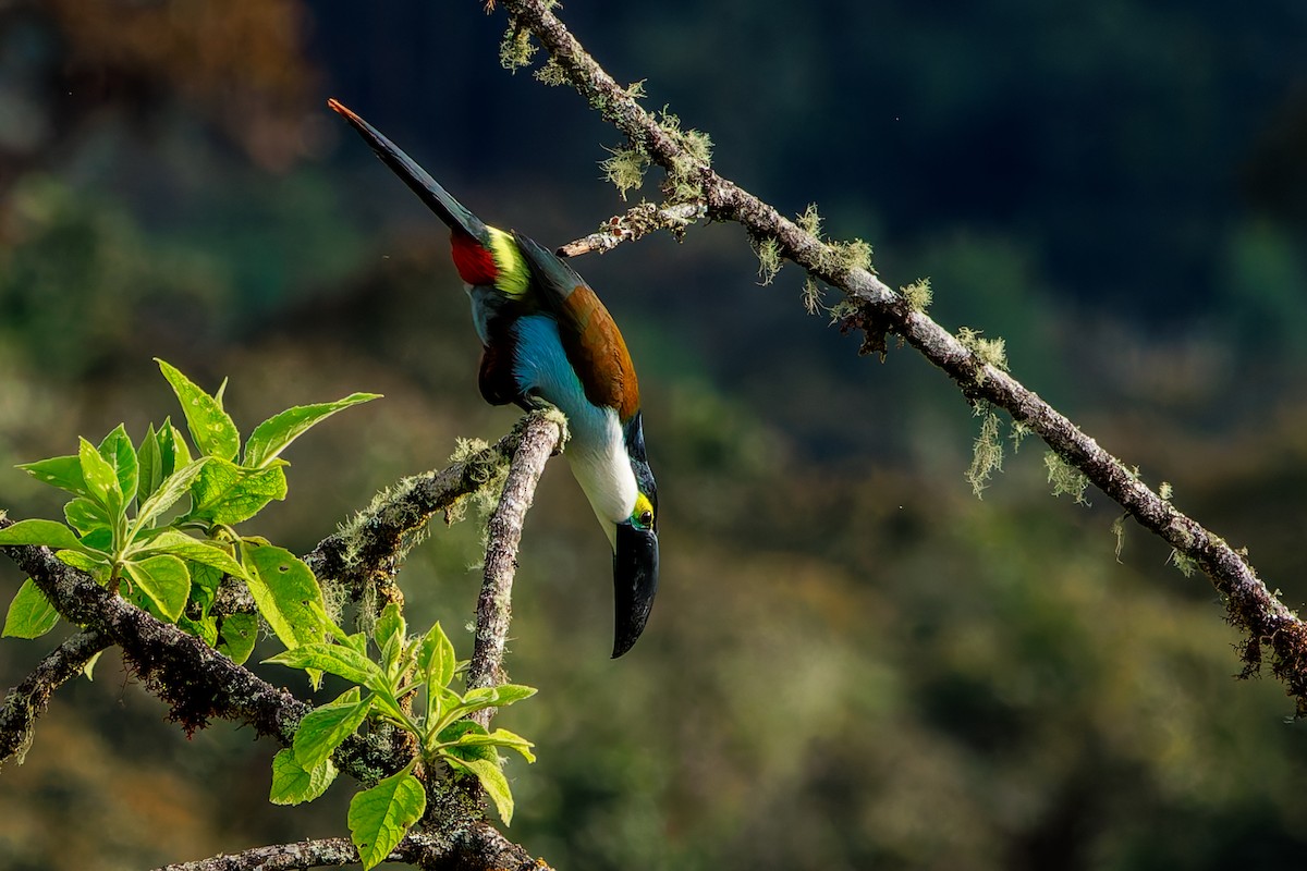 Андигена білощока - ML646864349