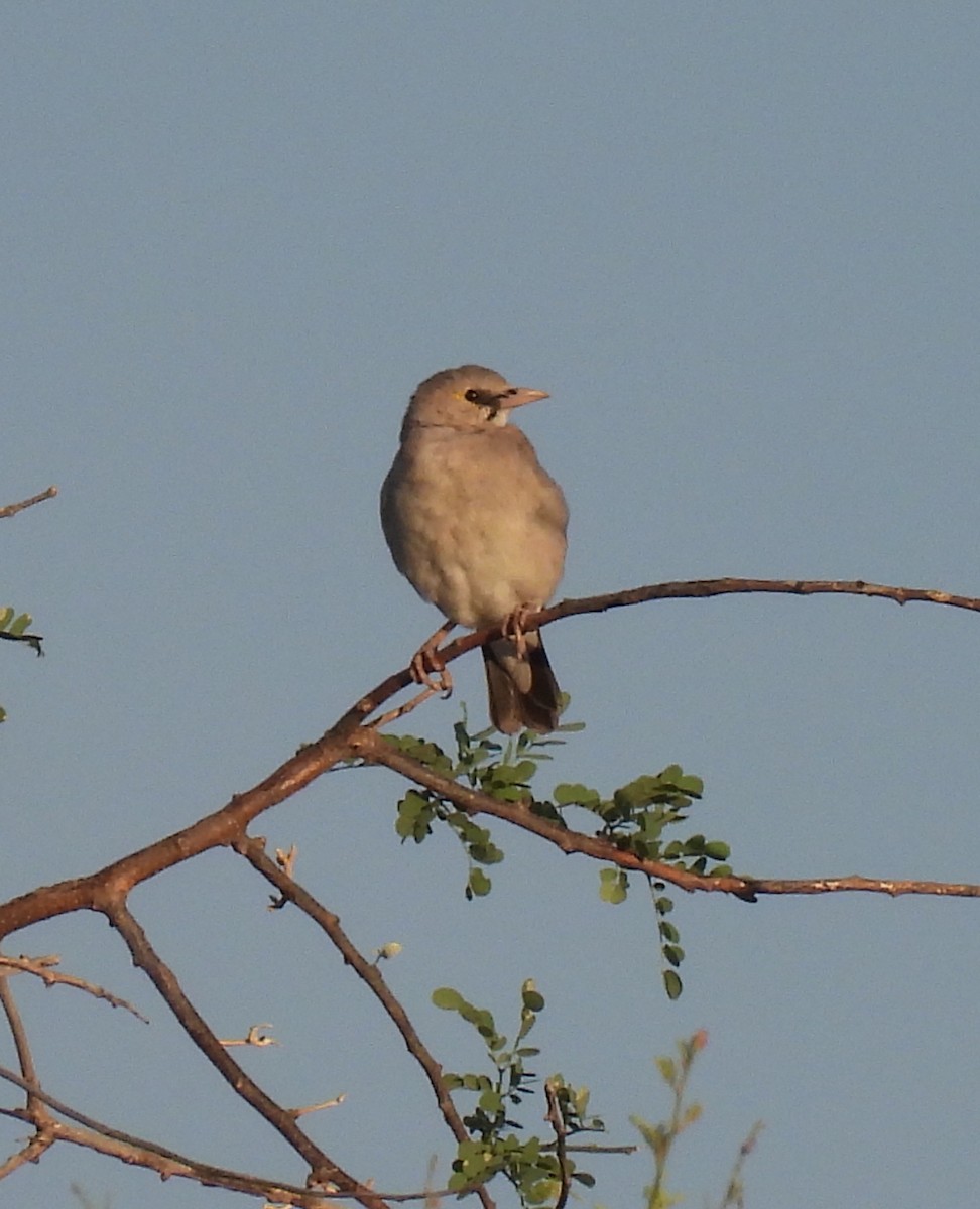 Wattled Starling - ML646864350
