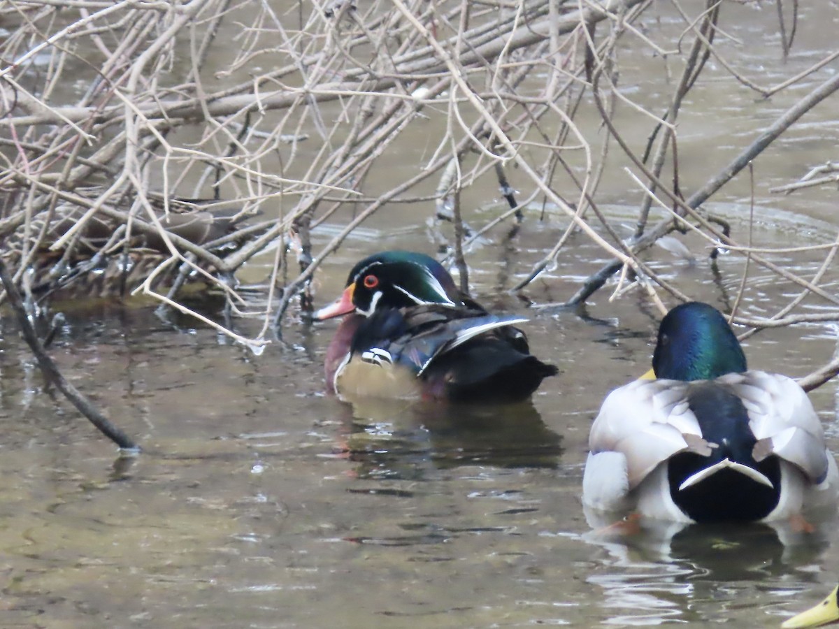 Wood Duck - ML646864351