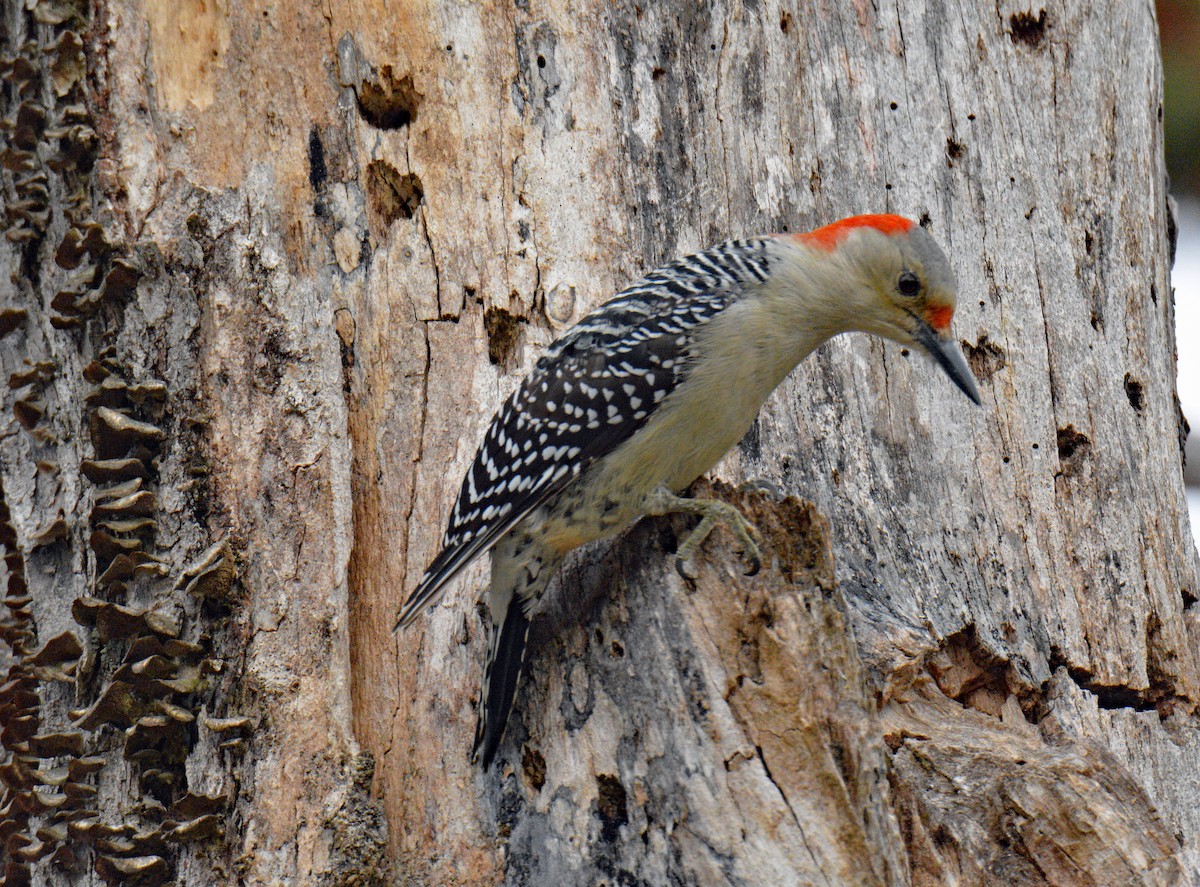 Red-bellied Woodpecker - ML646864353