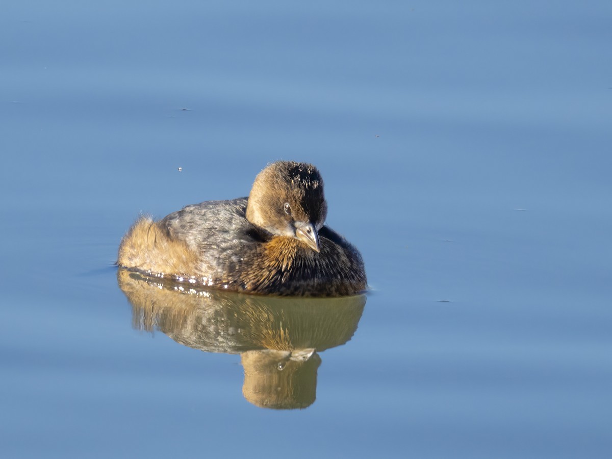 potápka americká - ML646864354