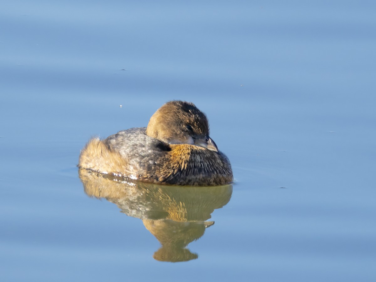 potápka americká - ML646864355