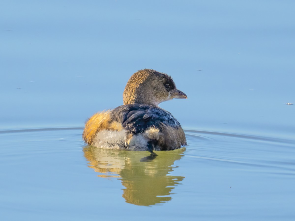 potápka americká - ML646864356