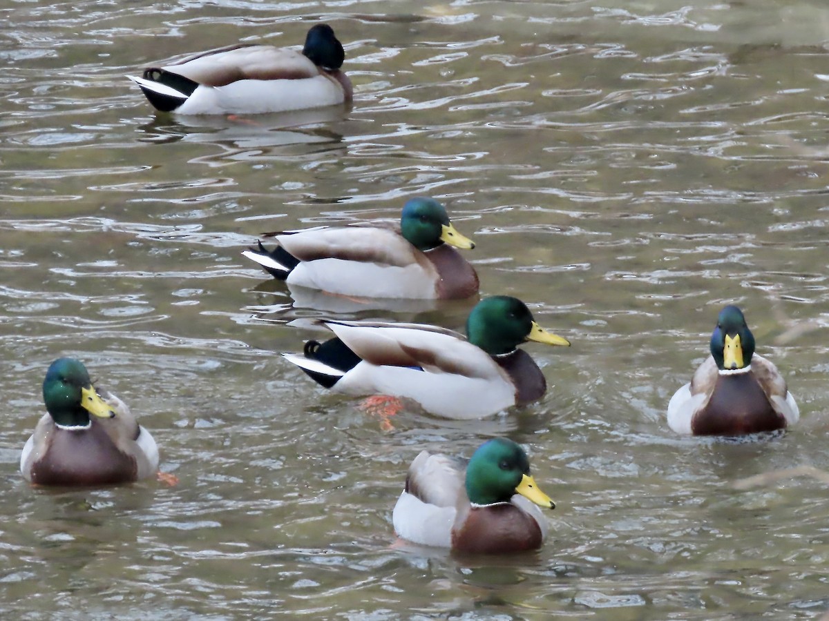 Mallard - ML646864357