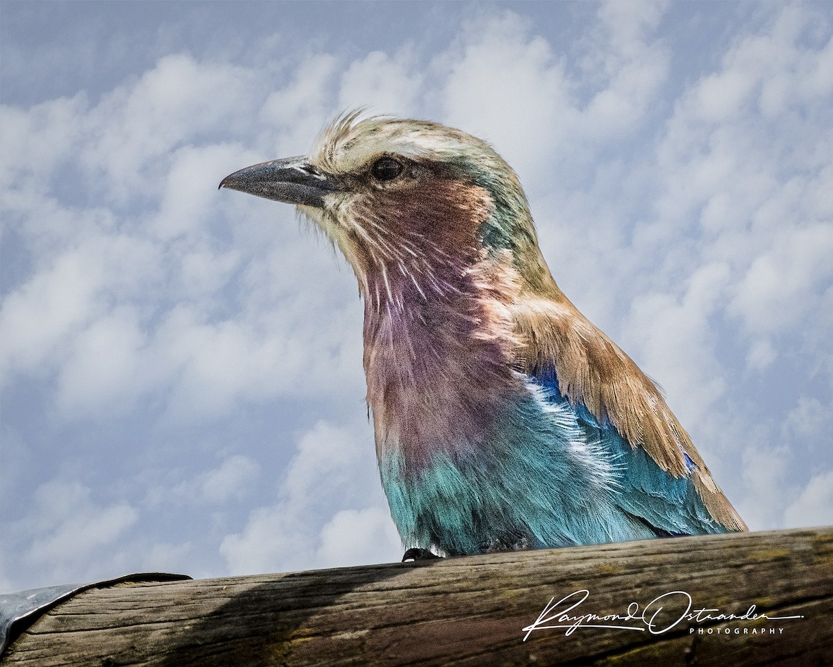 mandelík fialovoprsý - ML646864368