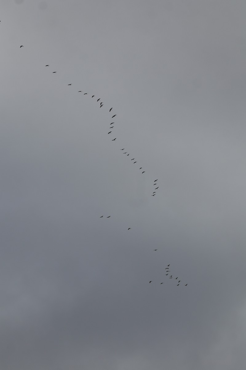 Sandhill Crane - ML646864369