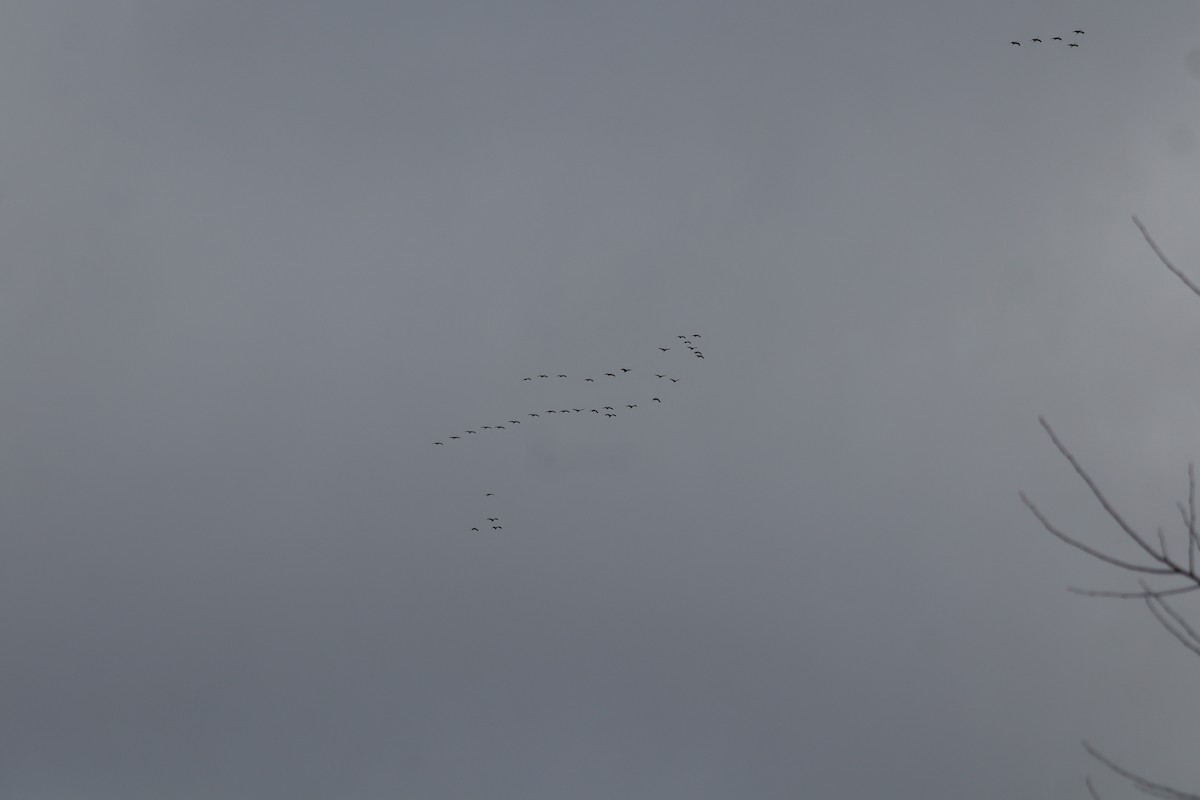 Sandhill Crane - ML646864370