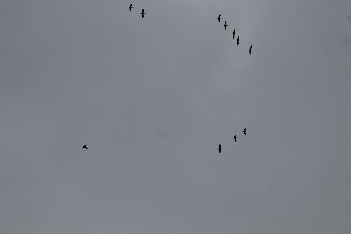 Sandhill Crane - ML646864371