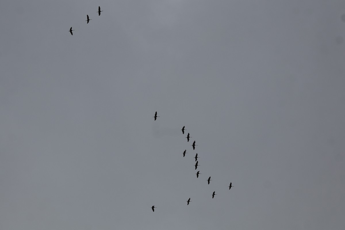 Sandhill Crane - ML646864372