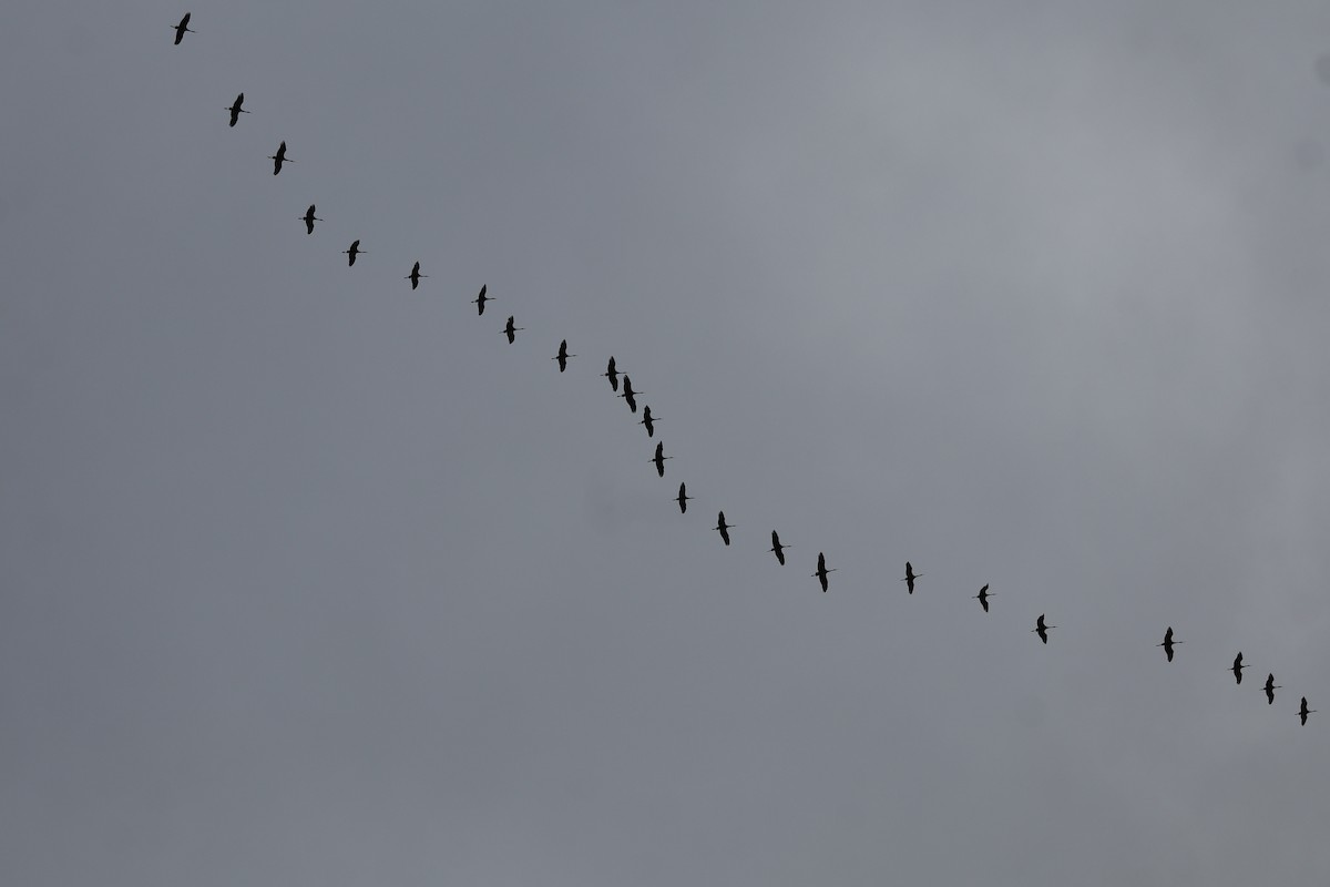 Sandhill Crane - ML646864373