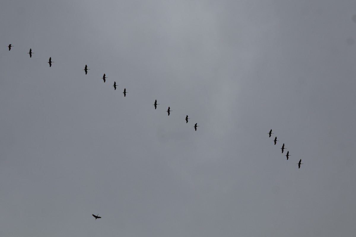 Sandhill Crane - ML646864374