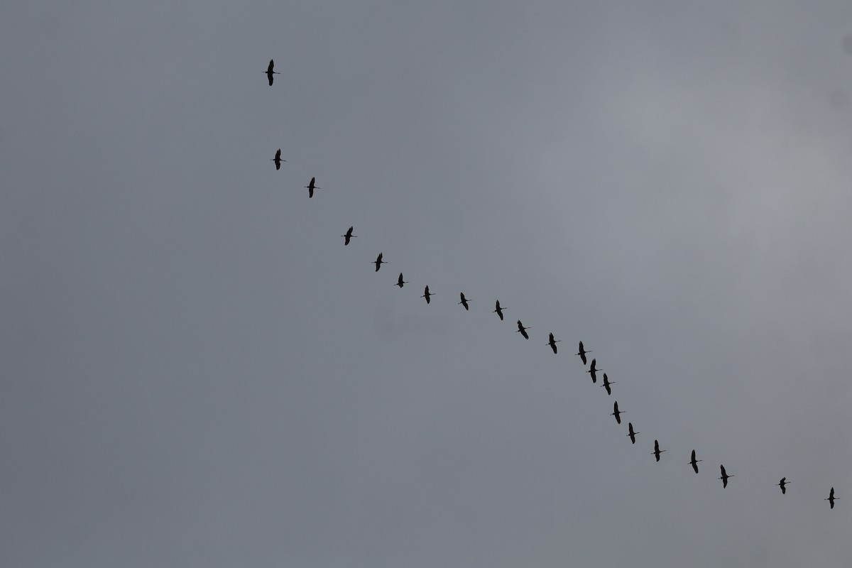 Sandhill Crane - ML646864375