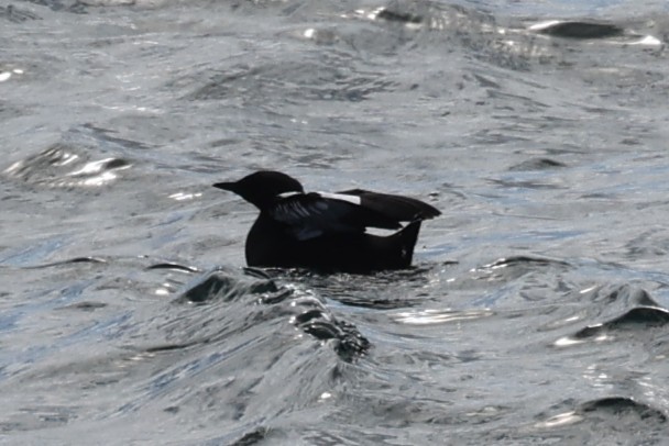 אוריה שחורה - ML646864376